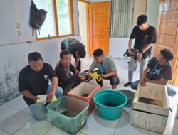 Pemprov Gorontalo Perkuat Konservasi Penyu di Desa Dunu