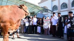 Iduladha 1446 H: Presiden Prabowo Kirim Sapi Kurban ke Gorontalo, Gubernur Serahkan di Masjid Baiturrahim