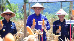 Dorong Kemandirian Ekonomi Mustahik, BAZNAS Gorontalo Sukses Gelar Panen Raya Jagung