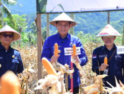 Dorong Kemandirian Ekonomi Mustahik, BAZNAS Gorontalo Sukses Gelar Panen Raya Jagung