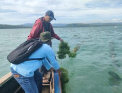 Dorong Budidaya Berkelanjutan DKP Gorontalo Tetapkan Lokasi Percontohan Rumput Laut di Gorontalo Utara