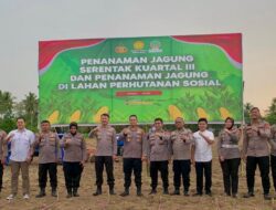 Pemanfaatan Lahan Perhutanan Sosial, Penanaman Jagung Serentak Dimulai di Bone Bolango