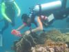Monitoring Habitat Hiu Paus Diperkuat, LAUTRA Dorong Kolaborasi Konservasi di Teluk Gorontalo