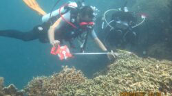 Teluk Gorontalo Fokus Lindungi Hiu Paus, LAUTRA Dukung Monitoring dan Evaluasi Habitat