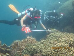 Teluk Gorontalo Fokus Lindungi Hiu Paus, LAUTRA Dukung Monitoring dan Evaluasi Habitat