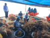 Tingkatkan Produktivitas, Pemerintah Gorontalo Kembangkan Budidaya Rumput Laut Ramah Lingkungan