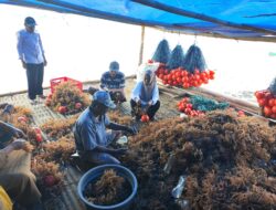 Tingkatkan Produktivitas, Pemerintah Gorontalo Kembangkan Budidaya Rumput Laut Ramah Lingkungan