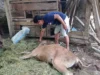 Viral Video Sapi Disemprot Cairan Merah, Diduga Diracun di Boalemo
