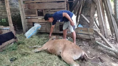 Viral Video Sapi Disemprot Cairan Merah, Diduga Diracun di Boalemo