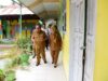 Wagub Idah Syahidah Lobi Lahan untuk Pembangunan SMA 8 Gorontalo