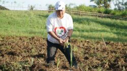 Pakan Aman, Investasi Lancar: Rumput Odot Jadi Andalan G2-10