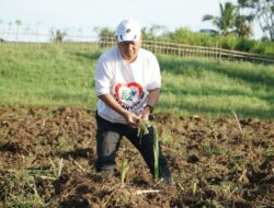 Pakan Aman, Investasi Lancar: Rumput Odot Jadi Andalan G2-10