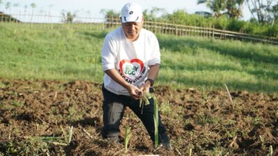 Pakan Aman, Investasi Lancar: Rumput Odot Jadi Andalan G2-10