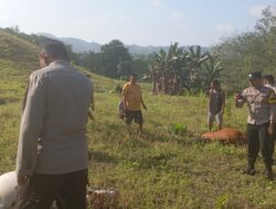 Tragedi Berulang, Tiga Sapi Ternak Mati Mendadak di Boalemo, Diduga Diracun