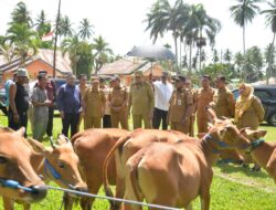 Pemprov Tinjau Bantuan Ternak, 2026 Fokus pada Peningkatan Produktivitas Sapi