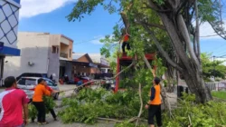 Antisipasi Korban, BPBD Kota Gorontalo Evakuasi Pohon Rawan Tumbang