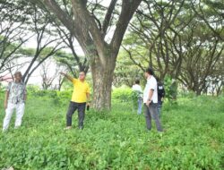 Kawasan Kantor Bupati Gorut Dipoles, Taman Ceria Disiapkan untuk Masyarakat