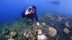Dukung Agro Maritim, DKP Gorontalo Lakukan Aksi Transplantasi Terumbu Karang di Teluk