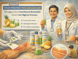 Terobosan Peneliti UNG: Gunakan Nanas dan Alga untuk Percepat Sembuhkan Luka Bakar