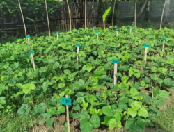 Optimalkan Produksi Kacang Hijau, Mahasiswa Agroteknologi UNG Teliti Pengaruh Pemupukan dan Penyiangan