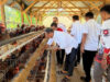 Pasca Lebaran, Bupati Tinjau Peternakan Ayam BUMDes di Dambalo, 500 Ekor Mulai Produksi
