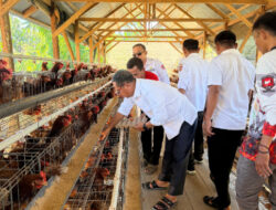 Pasca Lebaran, Bupati Tinjau Peternakan Ayam BUMDes di Dambalo, 500 Ekor Mulai Produksi
