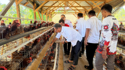 Pasca Lebaran, Bupati Tinjau Peternakan Ayam BUMDes di Dambalo, 500 Ekor Mulai Produksi