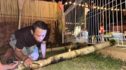 Lebih dari Sekadar Lampu: Rema Muda Bengsol 08 Hidupkan Tradisi Bunggo di Malam Tumbilotohe