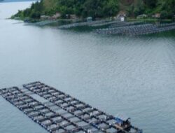 Waspada Kematian Massal Ikan di Danau Toba