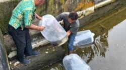 Pemkot Kotamobagu Salurkan 200 Calon Induk Ikan Mas Unggul ke UPR Tomoing