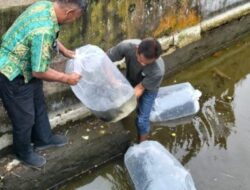 Pemkot Kotamobagu Salurkan 200 Calon Induk Ikan Mas Unggul ke UPR Tomoing