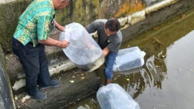 Pemkot Kotamobagu Salurkan 200 Calon Induk Ikan Mas Unggul ke UPR Tomoing
