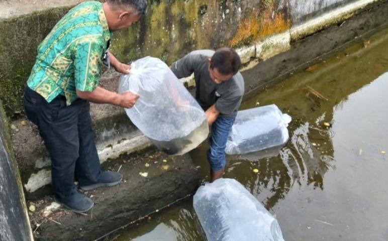 Pemkot Kotamobagu Salurkan 200 Calon Induk Ikan Mas Unggul ke UPR Tomoing