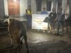 Misi Utama PT GM di Balik Penyaluran 18 Ekor Sapi Kurban Idul Adha 1447 H