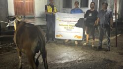Misi Utama PT GM di Balik Penyaluran 18 Ekor Sapi Kurban Idul Adha 1447 H