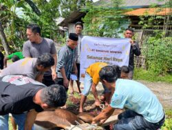 Sebanyak 18 Sapi Kurban PT Gorontalo Minerals Menyasar Enam Kecamatan di Bone Bolango