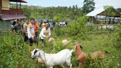 Tinjau Markas G2-10 Plus di Dambalo, Bupati Thariq Minta Pengelolaan Ternak Lebih Serius