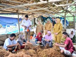 Gubernur Gorontalo Tinjau Sentra Rumput Laut Ilodulunga, Siapkan Pembangunan KNMP