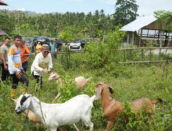 Tinjau Markas G2-10 Plus di Dambalo, Bupati Thariq Minta Pengelolaan Ternak Lebih Serius