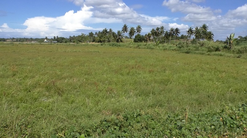 Cetak Sawah Baru Gorontalo
