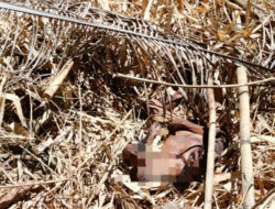 Jenazah Pria Paruh Baya Ditemukan di Perkebunan Warga Desa Leboto, Polisi Selidiki Penyebab Kematian
