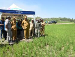 Gubernur Gorontalo Tinjau Langsung Keberhasilan Cetak Sawah 20 Hektar di Randangan