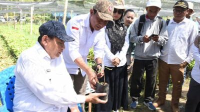 Mengenal Kakao, Tanaman Bernilai Ekonomi Tinggi yang Akan Disalurkan Pemprov Gorontalo kepada Petani Boalemo