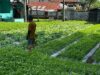 Tangan Dingin Kalapas Gorontalo: Ketahanan Pangan Dimulai dari Balik Jeruji