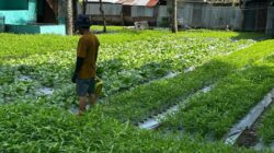 Tangan Dingin Kalapas Gorontalo: Ketahanan Pangan Dimulai dari Balik Jeruji