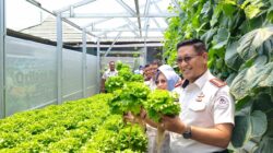 Panen Perdana di Lapas Gorontalo: Warga Binaan Budidaya Melon hingga Selada