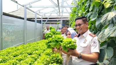 Panen Perdana di Lapas Gorontalo: Warga Binaan Budidaya Melon hingga Selada