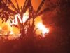 ​Kebakaran Hutan Gunung Panjang Ancam Permukiman di Popayato Timur