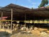 Dugaan TPPU Diendus, Krimsus Polda Gorontalo Diminta Usut Aliran Dana PETI CYN ke Sejumlah Usaha di Kota Gorontalo