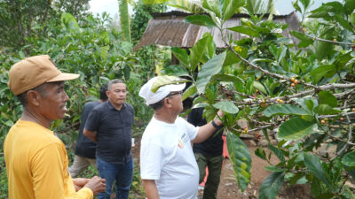 Sukseskan G30PB, Bupati Thariq Integrasikan Kopi Liberika dengan Durian